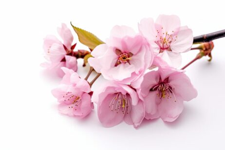 Mini Breast Augmentation Adelaide and How It Differs from Traditional Surgery
